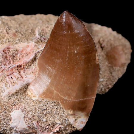 1.6" Mosasaur Prognathodon Fossil Tooth In Matrix Cretaceous Dinosaur Era COA