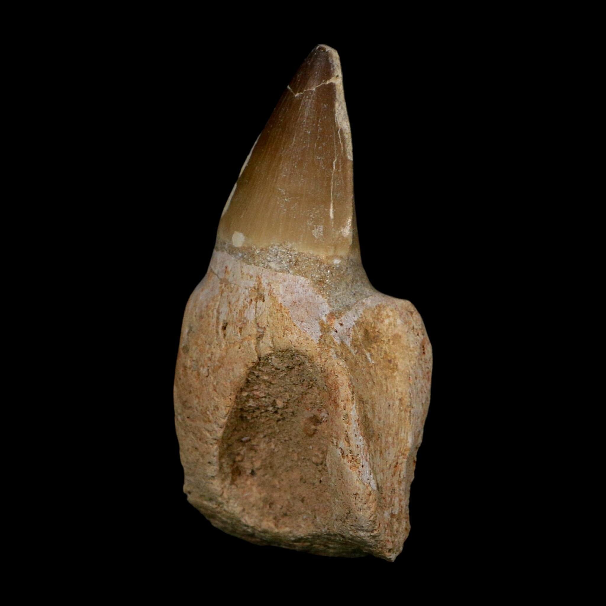 XL 3.9" Mosasaur Prognathodon Fossil Tooth Rooted Cretaceous Dinosaur Era COA - Fossil Age Minerals