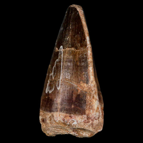 XL 2.5" Mosasaur Prognathodon Fossil Tooth Cretaceous Dinosaur Era COA & Stand - Fossil Age Minerals