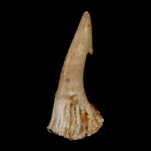2.1" Sawfish Fossil Tooth Barb Onchopristis Numidus Cretaceous Dinosaur Era COA - Fossil Age Minerals
