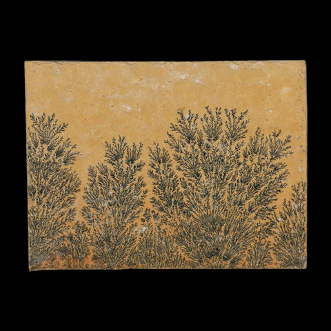 3.1" Pyrolusite Dendritic Limestone Solnhofen Upper Jurassic Age West Germany - Fossil Age Minerals