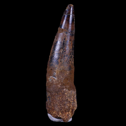 XL 3.5" Spinosaurus Fossil Tooth 100 Mil Yrs Old Cretaceous Dinosaur COA & Stand - Fossil Age Minerals