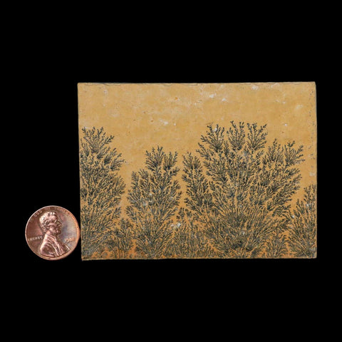3.1" Pyrolusite Dendritic Limestone Solnhofen Upper Jurassic Age West Germany - Fossil Age Minerals