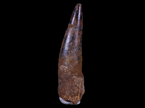 XL 3.5" Spinosaurus Fossil Tooth 100 Mil Yrs Old Cretaceous Dinosaur COA & Stand - Fossil Age Minerals
