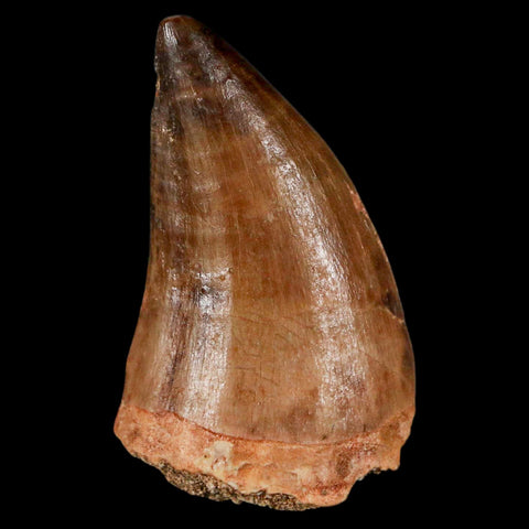 1.7" Mosasaur Prognathodon Fossil Tooth Cretaceous Dinosaur Era COA & Stand - Fossil Age Minerals
