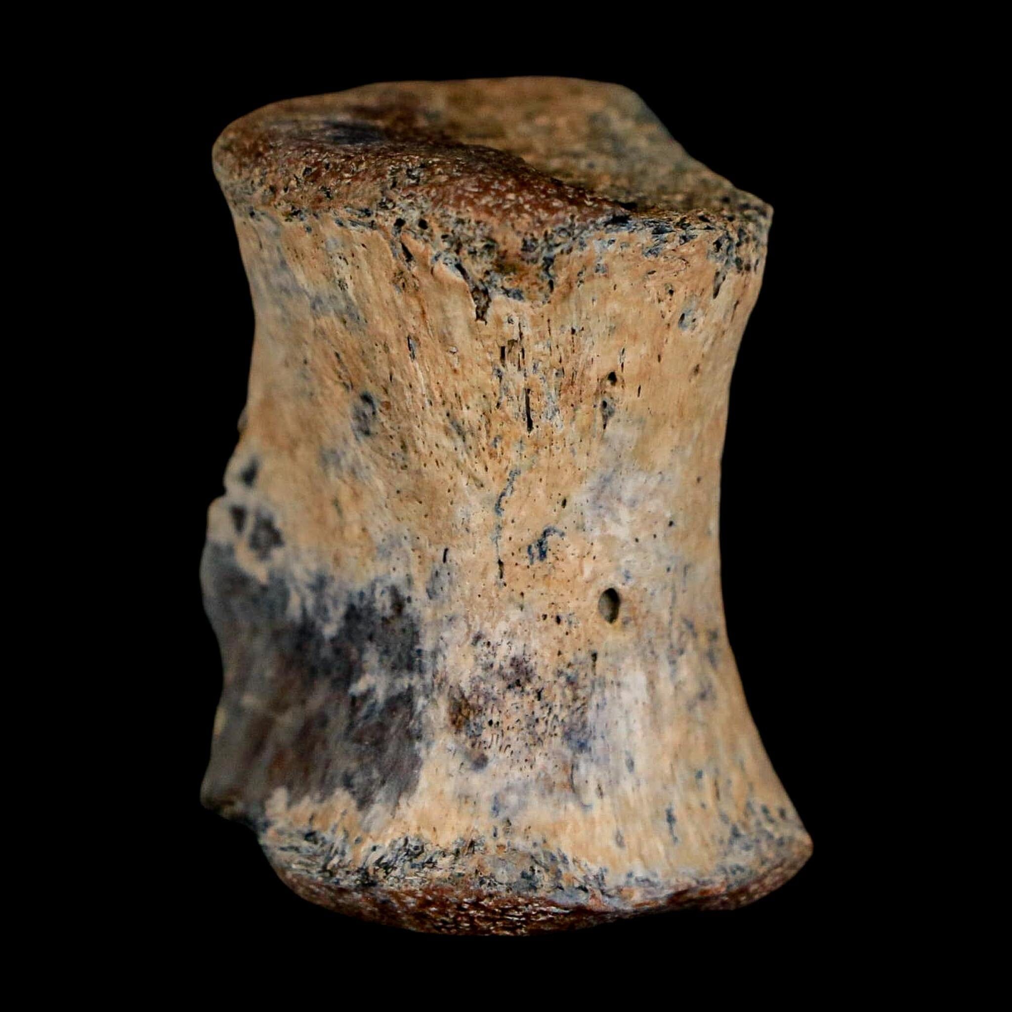 1.2" Thescelosaurus Fossil Tail Vertebrae Cretaceous Dinosaur Lance Creek WY COA - Fossil Age Minerals