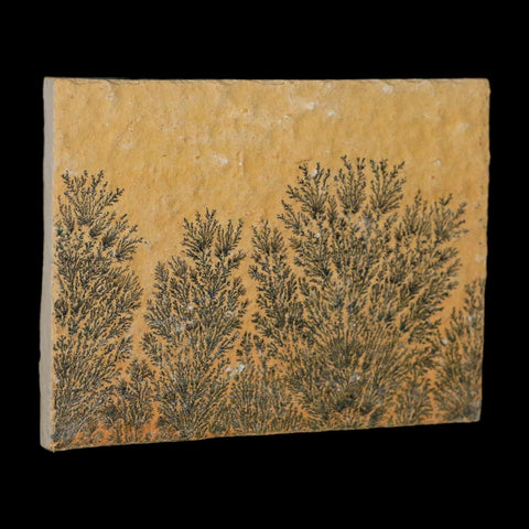 3.1" Pyrolusite Dendritic Limestone Solnhofen Upper Jurassic Age West Germany - Fossil Age Minerals