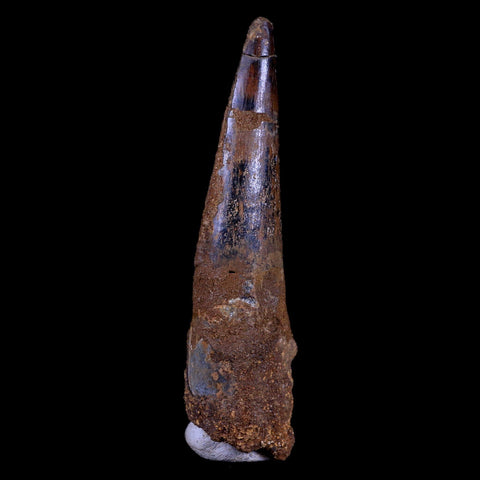 XL 3.5" Spinosaurus Fossil Tooth 100 Mil Yrs Old Cretaceous Dinosaur COA & Stand - Fossil Age Minerals