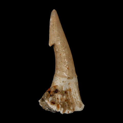 2.1" Sawfish Fossil Tooth Barb Onchopristis Numidus Cretaceous Dinosaur Era COA - Fossil Age Minerals