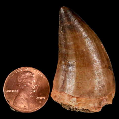 1.7" Mosasaur Prognathodon Fossil Tooth Cretaceous Dinosaur Era COA & Stand - Fossil Age Minerals