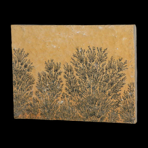 3.1" Pyrolusite Dendritic Limestone Solnhofen Upper Jurassic Age West Germany - Fossil Age Minerals