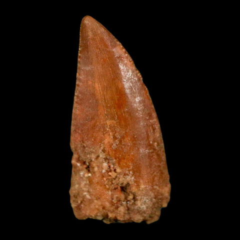 0.6" Abelisaur Serrated Tooth Fossil Cretaceous Age Dinosaur Morocco COA, Display - Fossil Age Minerals