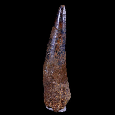 XL 3.5" Spinosaurus Fossil Tooth 100 Mil Yrs Old Cretaceous Dinosaur COA & Stand - Fossil Age Minerals