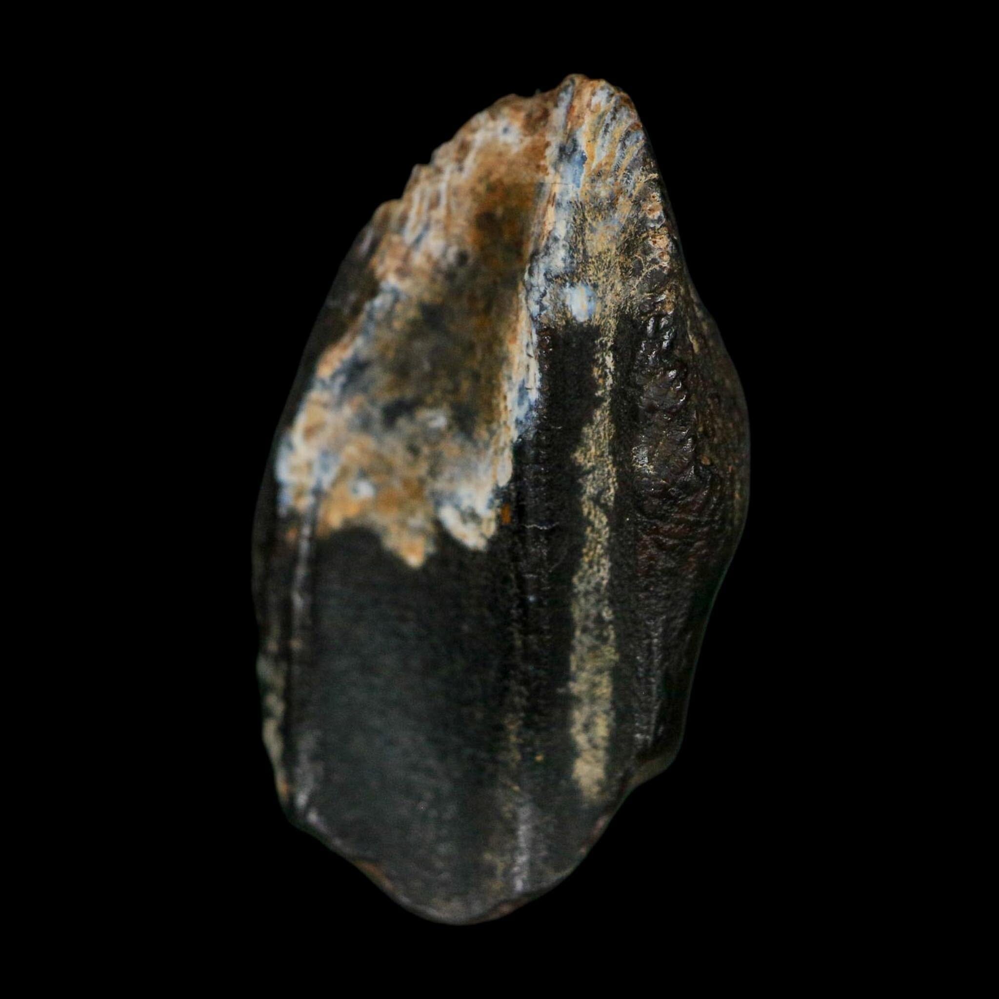 XXL 1" Triceratops Fossil Tooth Hell Creek FM Cretaceous Dinosaur Montana COA - Fossil Age Minerals