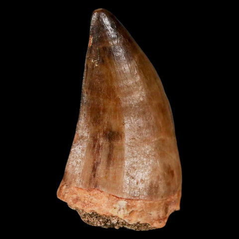 1.7" Mosasaur Prognathodon Fossil Tooth Cretaceous Dinosaur Era COA & Stand - Fossil Age Minerals