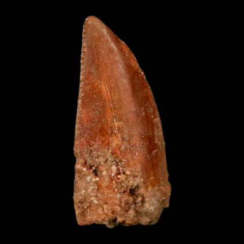 0.6" Abelisaur Serrated Tooth Fossil Cretaceous Age Dinosaur Morocco COA, Display - Fossil Age Minerals