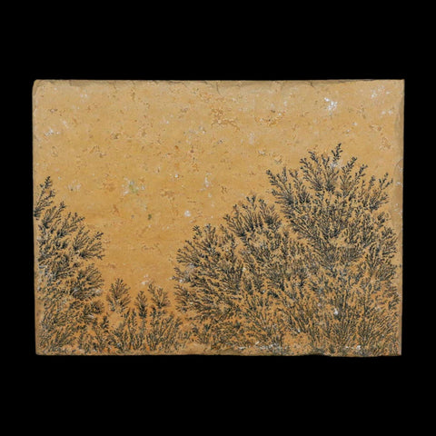 3.1" Pyrolusite Dendritic Limestone Solnhofen Upper Jurassic Age West Germany - Fossil Age Minerals