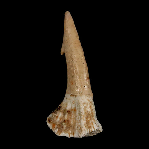 2.1" Sawfish Fossil Tooth Barb Onchopristis Numidus Cretaceous Dinosaur Era COA - Fossil Age Minerals