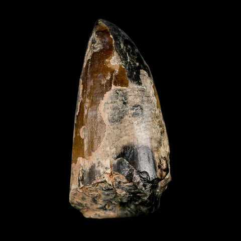 2.4" Sarcosuchus Imperator Crocodile Fossil Tooth Elrhaz FM Cretaceous Niger COA