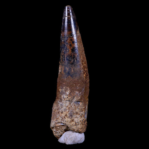 XL 3.5" Spinosaurus Fossil Tooth 100 Mil Yrs Old Cretaceous Dinosaur COA & Stand - Fossil Age Minerals