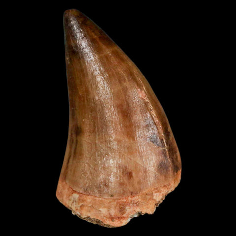 1.7" Mosasaur Prognathodon Fossil Tooth Cretaceous Dinosaur Era COA & Stand - Fossil Age Minerals