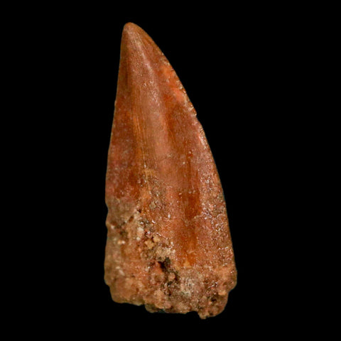 0.6" Abelisaur Serrated Tooth Fossil Cretaceous Age Dinosaur Morocco COA, Display - Fossil Age Minerals
