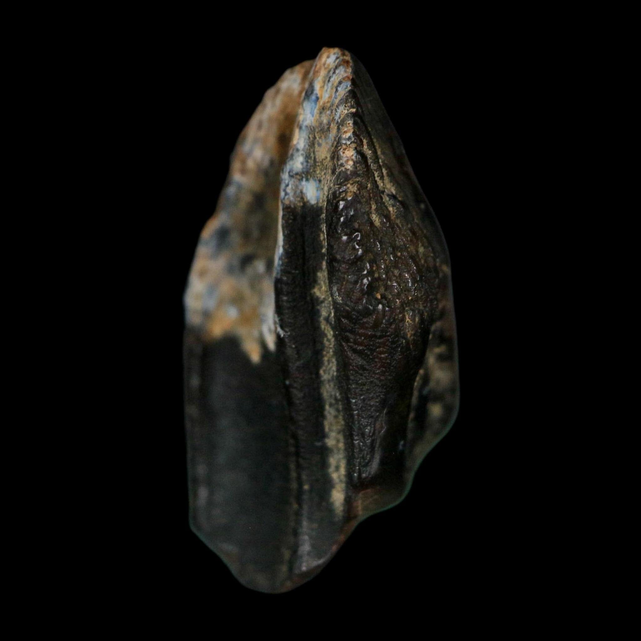 XXL 1" Triceratops Fossil Tooth Hell Creek FM Cretaceous Dinosaur Montana COA - Fossil Age Minerals