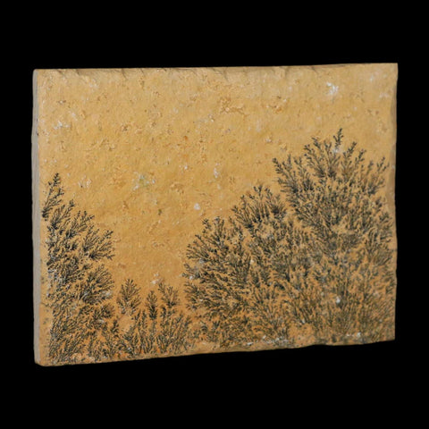 3.1" Pyrolusite Dendritic Limestone Solnhofen Upper Jurassic Age West Germany - Fossil Age Minerals