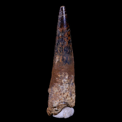 XL 3.5" Spinosaurus Fossil Tooth 100 Mil Yrs Old Cretaceous Dinosaur COA & Stand - Fossil Age Minerals