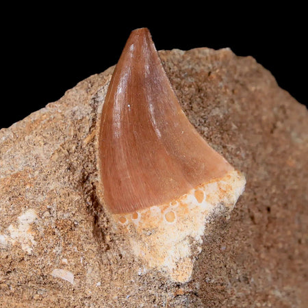 1.6" Mosasaur Prognathodon Fossil Tooth In Matrix Cretaceous Dinosaur Era COA