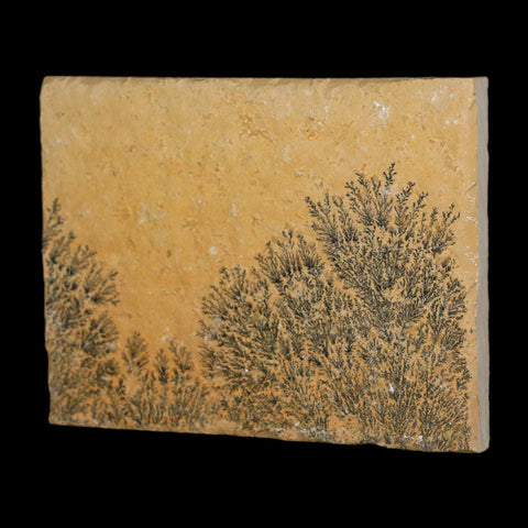 3.1" Pyrolusite Dendritic Limestone Solnhofen Upper Jurassic Age West Germany - Fossil Age Minerals