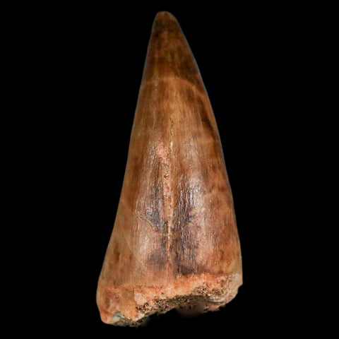 1.7" Mosasaur Prognathodon Fossil Tooth Cretaceous Dinosaur Era COA & Stand - Fossil Age Minerals