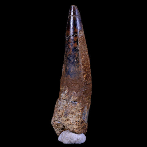 XL 3.5" Spinosaurus Fossil Tooth 100 Mil Yrs Old Cretaceous Dinosaur COA & Stand - Fossil Age Minerals