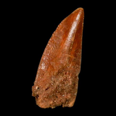0.6" Abelisaur Serrated Tooth Fossil Cretaceous Age Dinosaur Morocco COA, Display - Fossil Age Minerals