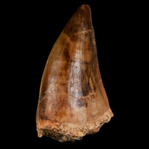 1.7" Mosasaur Prognathodon Fossil Tooth Cretaceous Dinosaur Era COA & Stand - Fossil Age Minerals