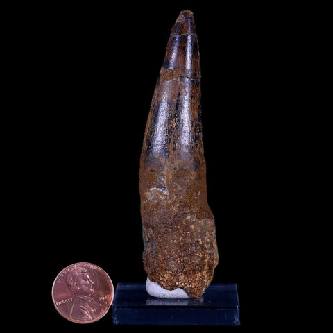 XL 3.5" Spinosaurus Fossil Tooth 100 Mil Yrs Old Cretaceous Dinosaur COA & Stand - Fossil Age Minerals