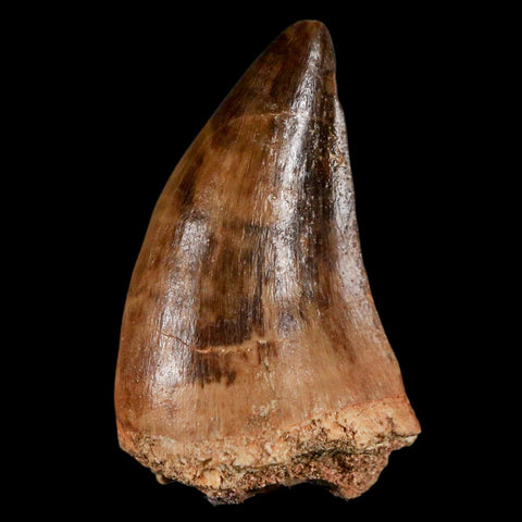 1.7" Mosasaur Prognathodon Fossil Tooth Cretaceous Dinosaur Era COA & Stand - Fossil Age Minerals