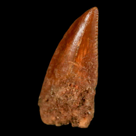 0.6" Abelisaur Serrated Tooth Fossil Cretaceous Age Dinosaur Morocco COA, Display - Fossil Age Minerals