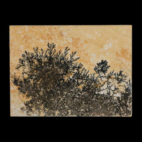 3.1" Pyrolusite Dendritic Limestone Solnhofen Upper Jurassic Age West Germany - Fossil Age Minerals