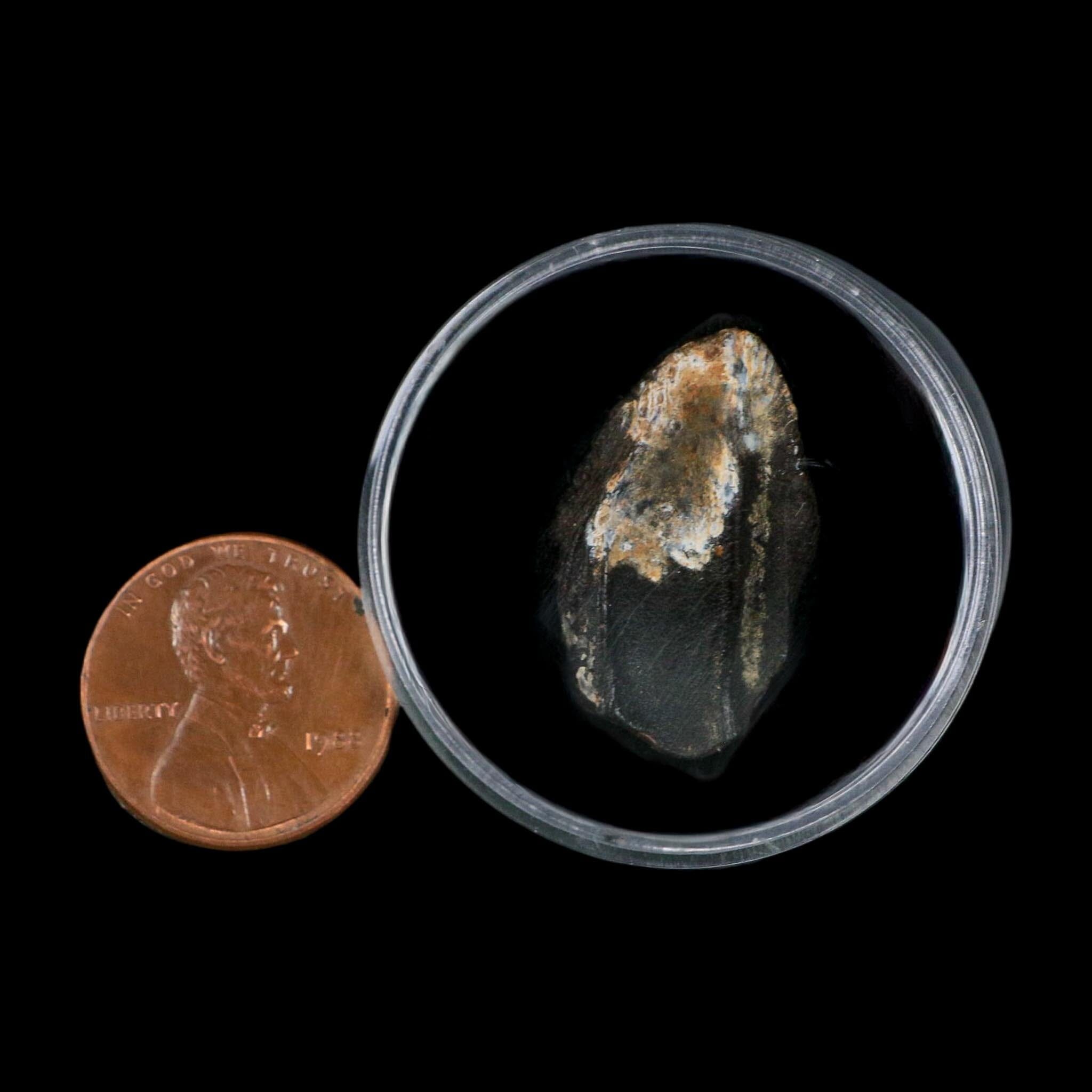 XXL 1" Triceratops Fossil Tooth Hell Creek FM Cretaceous Dinosaur Montana COA - Fossil Age Minerals