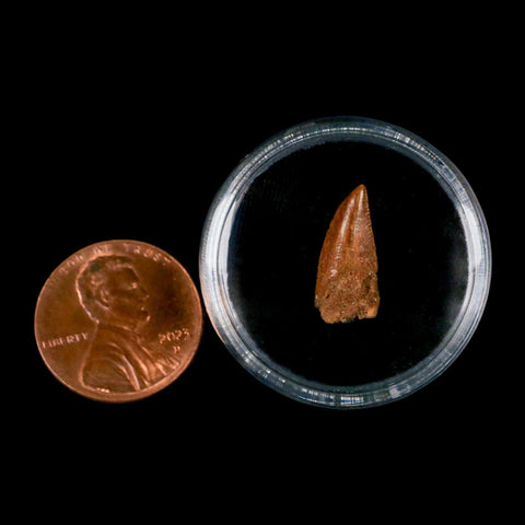 0.6" Abelisaur Serrated Tooth Fossil Cretaceous Age Dinosaur Morocco COA, Display - Fossil Age Minerals