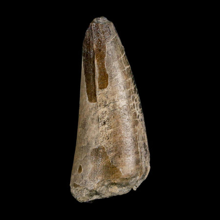 2.1" Sarcosuchus Imperator Crocodile Fossil Tooth Elrhaz FM Cretaceous Niger COA