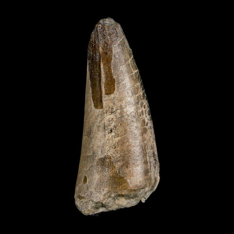 2.1" Sarcosuchus Imperator Crocodile Fossil Tooth Elrhaz FM Cretaceous Niger COA