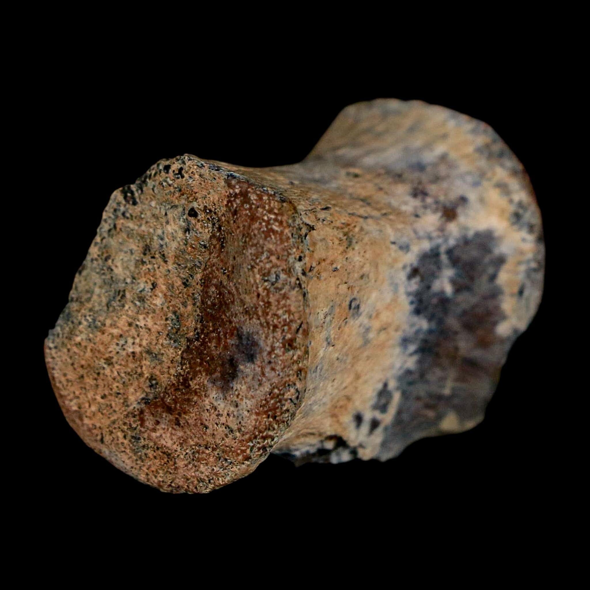 1.2" Thescelosaurus Fossil Tail Vertebrae Cretaceous Dinosaur Lance Creek WY COA - Fossil Age Minerals