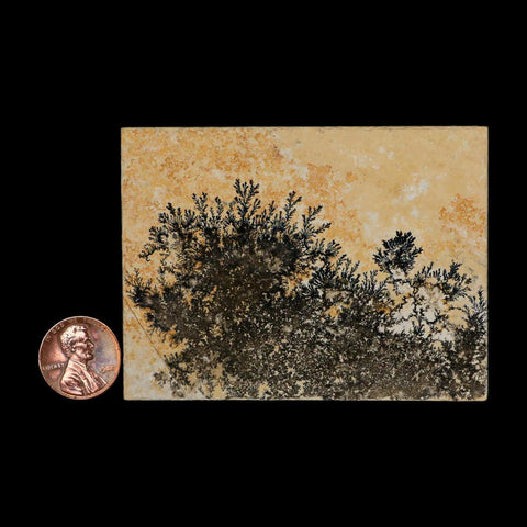 3.1" Pyrolusite Dendritic Limestone Solnhofen Upper Jurassic Age West Germany - Fossil Age Minerals
