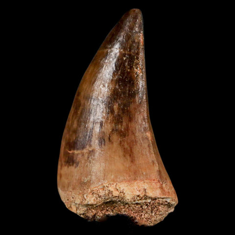 1.7" Mosasaur Prognathodon Fossil Tooth Cretaceous Dinosaur Era COA & Stand - Fossil Age Minerals