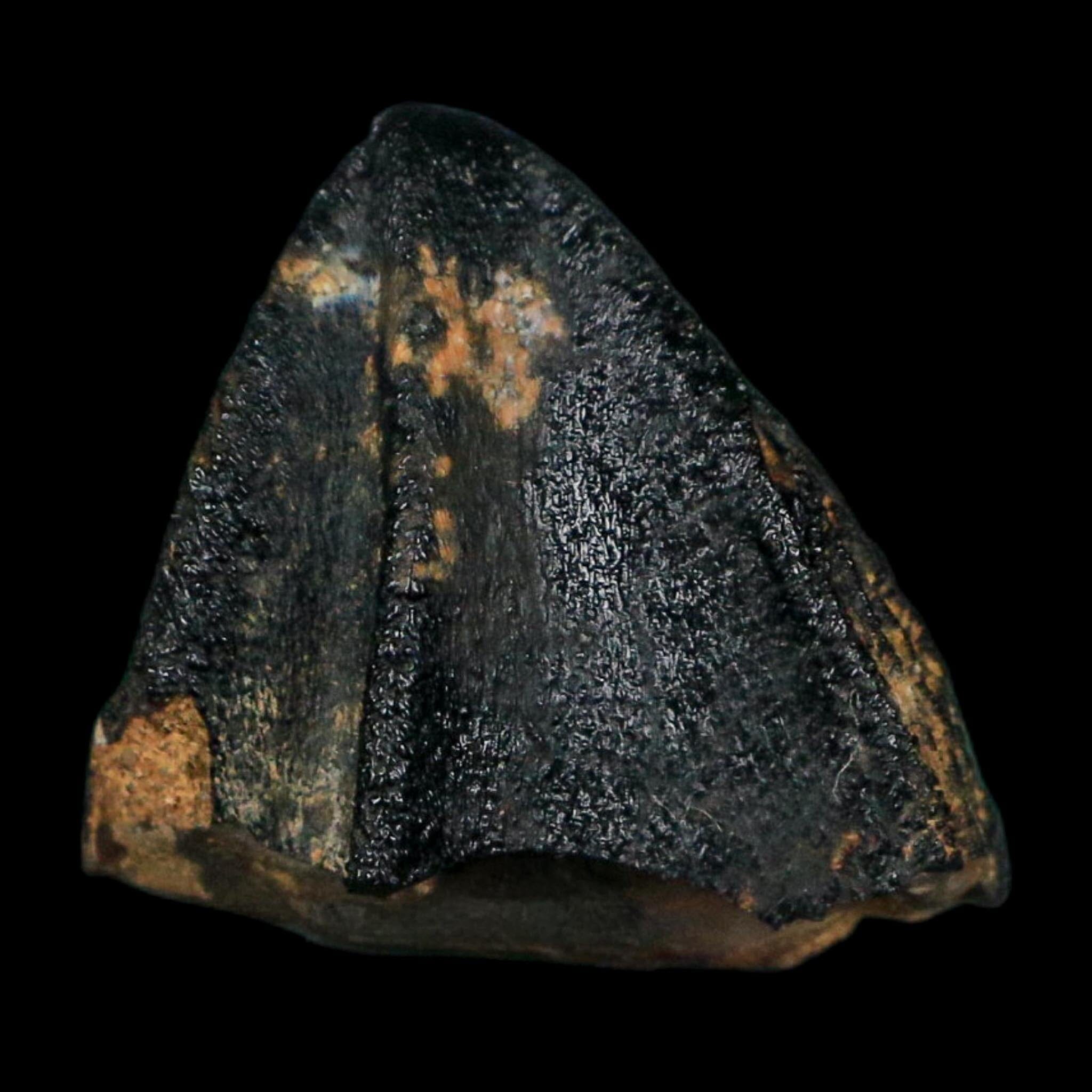 0.7" Triceratops Fossil Tooth Crown Lance Creek FM Cretaceous Dinosaur WY COA Display - Fossil Age Minerals