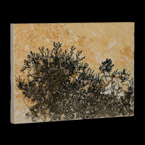 3.1" Pyrolusite Dendritic Limestone Solnhofen Upper Jurassic Age West Germany - Fossil Age Minerals