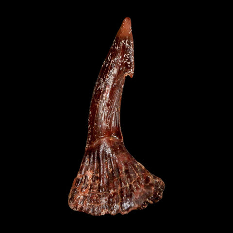 1.7" Sawfish Fossil Tooth Barb Onchopristis Numidus Cretaceous Dinosaur Era COA - Fossil Age Minerals