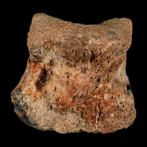 2.1" Brachylophosaurus Fossil Vertebrae Bone Cretaceous Dinosaur Judith River MT COA - Fossil Age Minerals